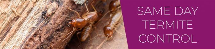  New Album of Termite Control Melbourne Impressive Pest Control - Photo 2 of 4