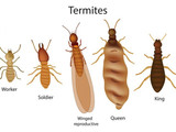 Termite Control Melbourne, Melbourne