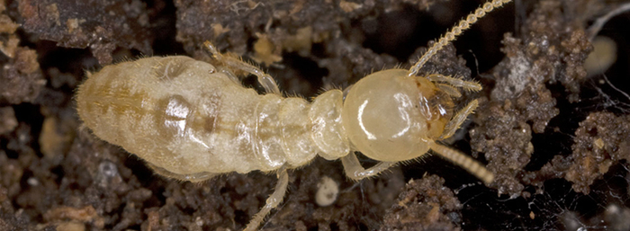  Profile Photos of Termite Control Melbourne Be Pest Free - Photo 1 of 1