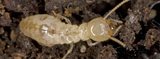 Termite Control Melbourne, Melbourne