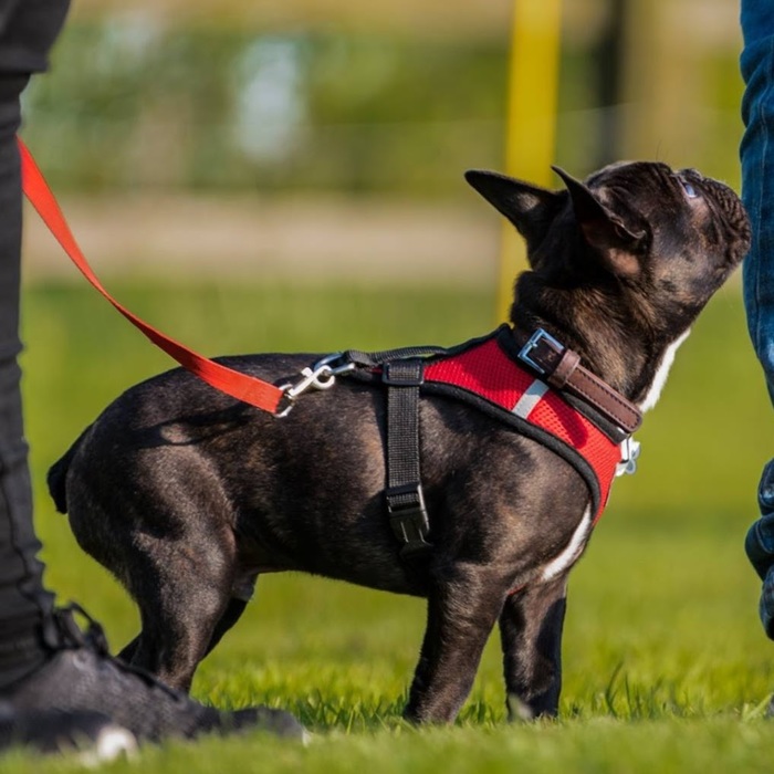  New Album of Best Behaviour Dog Training Blue Cross Rehoming Centre, Bourne Hill, Wherstead - Photo 1 of 2