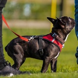 Best Behaviour Dog Training, Ipswich