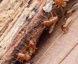 Termite Control Melbourne, Melbourne