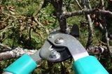 Bloomington Tree Service, Bloomington