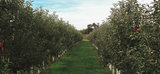 Lakeland Orchard, Scott Township