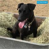 Hannah Humphries Vet Physio, Wimbledon