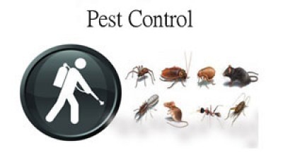  New Album of Pest Control Sunshine Coast Back 2 New Carpet Cleaning - Photo 1 of 5