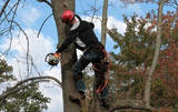  Webster Groves Tree Service 7217 Watson Rd UNIT 190008 