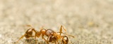 Pest Control Wollongong, Wollongong