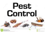 Pest Control Maryborough, MARYBOROUGH