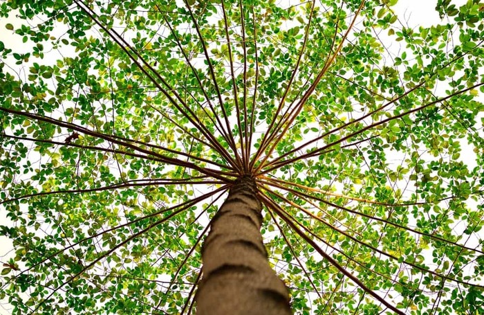  Profile Photos of St. Charles Tree Service 1890 1st Capitol Dr UNIT 921 - Photo 1 of 1