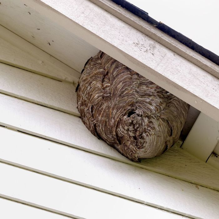  Profile Photos of Bug Pro, L.L.C. 109 N Bailey St - Photo 2 of 4