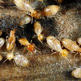  Bug Pro, L.L.C. 109 N Bailey St 