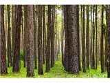 Sunbelt Forest Ventures, Selma