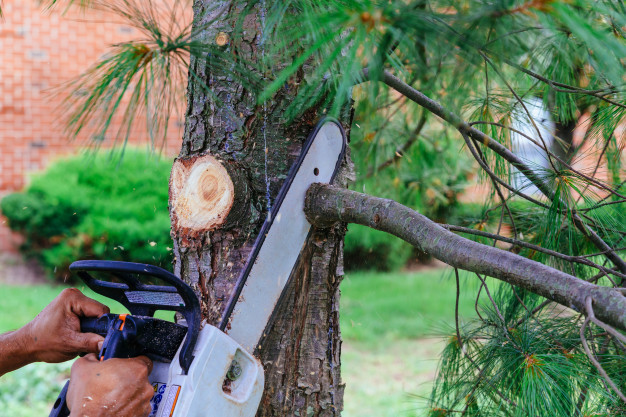  New Album of Denver Heights Tree Service 501 S Cherry St Suite 1100 - Photo 4 of 7