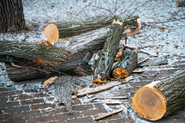  New Album of Denver Heights Tree Service 501 S Cherry St Suite 1100 - Photo 7 of 7