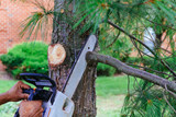 Denver Heights Tree Service, Denver