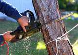 Denver Heights Tree Service, Denver