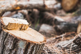 Denver Heights Tree Service, Denver