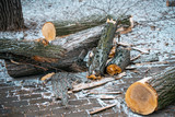 Denver Heights Tree Service, Denver