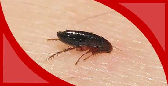  Profile Photos of Pest Control Hallam Ace Pest Control - Photo 1 of 1