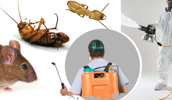  New Album of Pest Control Hallam Ace Pest Control - Photo 1 of 5