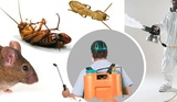  Pest Control Hallam Ace Pest Control 
