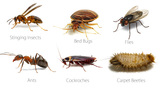 Pest Control Hallam, Hallam