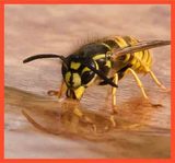 Pest Control Hallam, Hallam