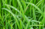 SGS Artificial Grass San Diego 5938 Chaumont Dr 