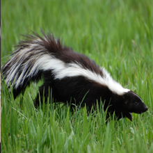  Profile Photos of Vancouver Pest Control Ltd. 3820 Kaslo St - Photo 2 of 4