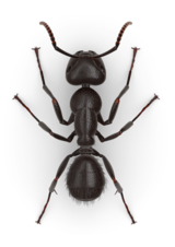  Ant Control 2361 Lake Shore Blvd W #204 