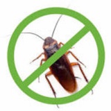 Cockroach Control, Toronto
