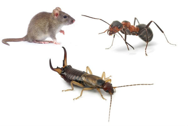  Profile Photos of Pest Control Canberra 2 Phillip Law St - Photo 1 of 1