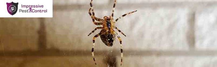  New Album of Pest Control Canberra 2 Phillip Law St - Photo 8 of 8