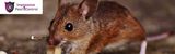 Pest Control Canberra, Canberra