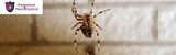 Pest Control Canberra, Canberra