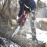 Ladue Tree Service, St. Louis