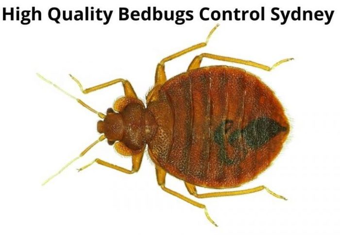  Profile Photos of Bedbugs Control Sydney Marks Pest Control - Photo 4 of 7