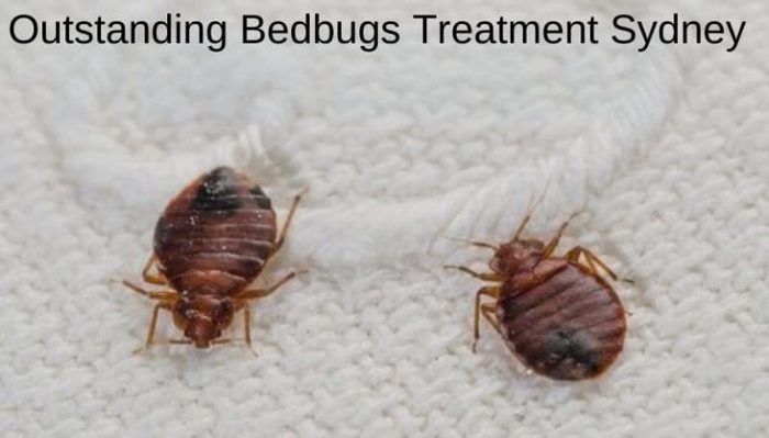 Profile Photos of Bedbugs Control Sydney Marks Pest Control - Photo 6 of 7