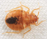  Bedbugs Control Sydney Marks Pest Control 