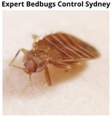  Bedbugs Control Sydney Marks Pest Control 