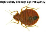 Bedbugs Control Sydney, Sydney