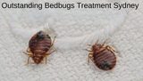 Bedbugs Control Sydney, Sydney