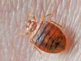 Bedbugs Control Sydney, Sydney