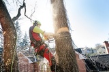 Emondage Sherbrooke Pro, Sherbrooke
