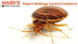 Bedbugs Control Canberra, Canberra