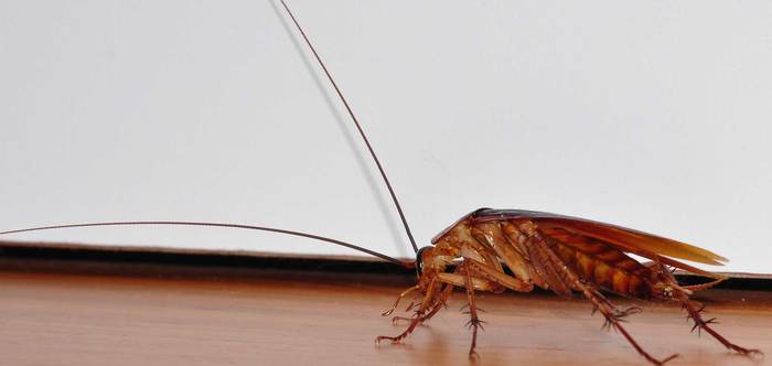  New Album of Cockroach Control Canberra Marks Pest Control - Photo 1 of 5