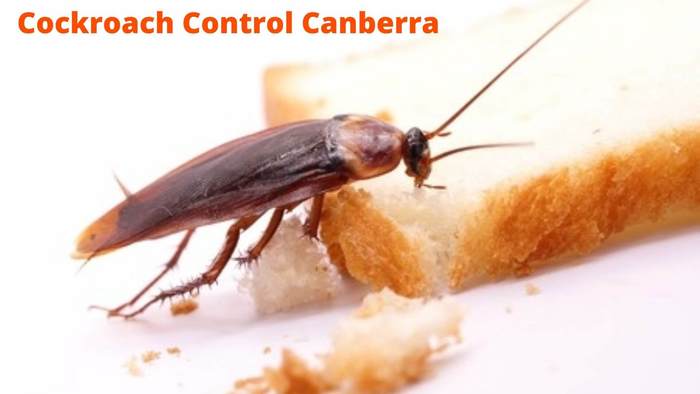  New Album of Cockroach Control Canberra Marks Pest Control - Photo 2 of 5