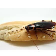  New Album of Cockroach Control Canberra Marks Pest Control - Photo 4 of 5